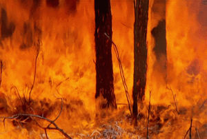 Forest_fire